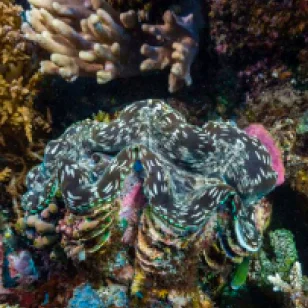 The coral reef on Lighthouse Reef